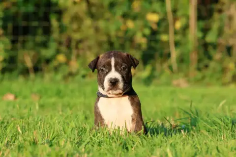 American Staffordshire Terrier  Bold Banshee De Rocks 71272