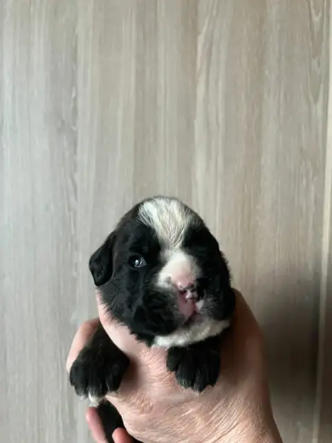 Boxer  Bartok De L'Aire D'Alsace photo 2