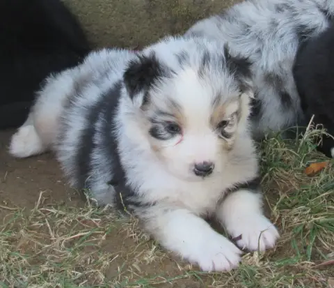 Berger Australien 
                        Chiot N°4  84381