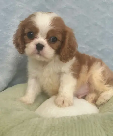 Cavalier King Charles Spaniel  Chiot 3 D'Ysatis photo 2