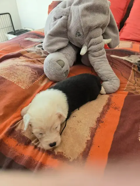Bobtail  Bouba Du Royaume De Plume