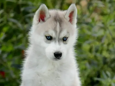Siberian Husky  Femelle Des Sarmentins