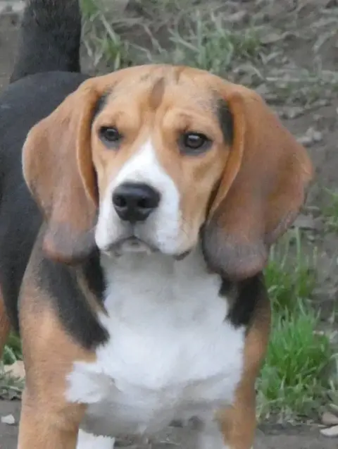 Beagle  Aristo Du Domaine Des Pattes Dorées photo 2