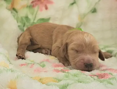 Cocker Spaniel Anglais  Bécot