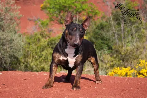 Bull Terrier Miniature  Baccara Hell'S Line photo 3