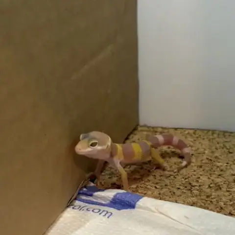 Gecko Léopard