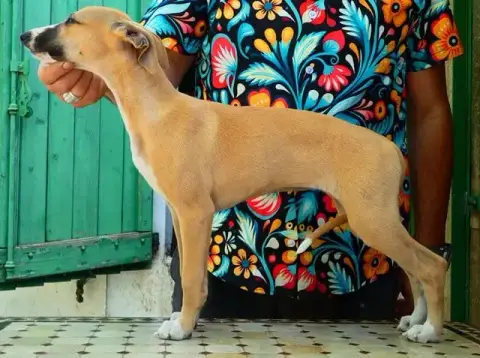 Whippet  Beyonce Du Castel Minervois