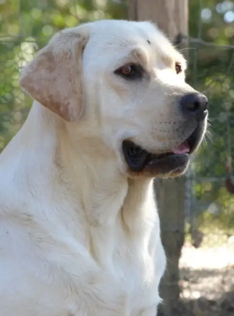 Labrador Retriever photo 3