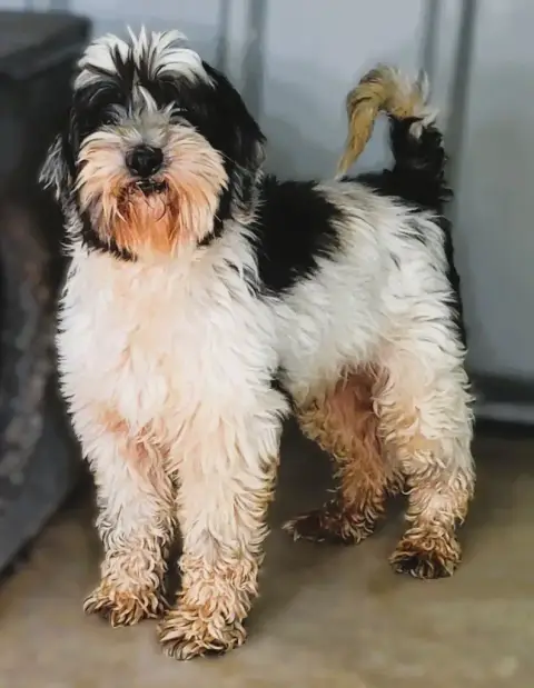 Terrier Tibetain  Chiot N°1 Des Marais De Courmont photo 2