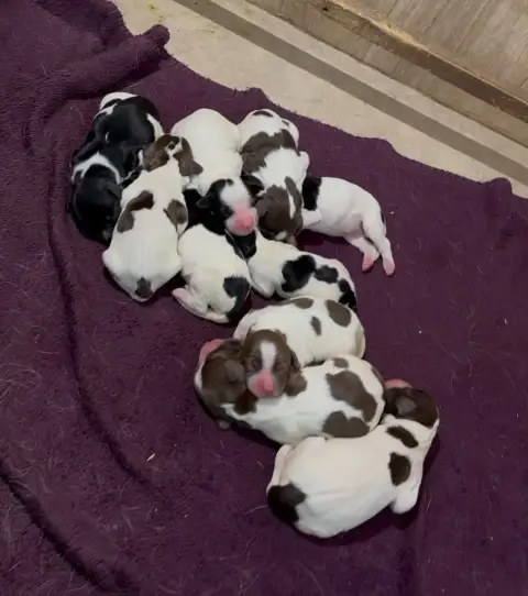 English Springer Spaniel  Chiot N°1 Du Joli Lieu