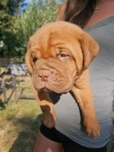 Adopter Dogue De Bordeaux 
                        Collier Ve 176fe