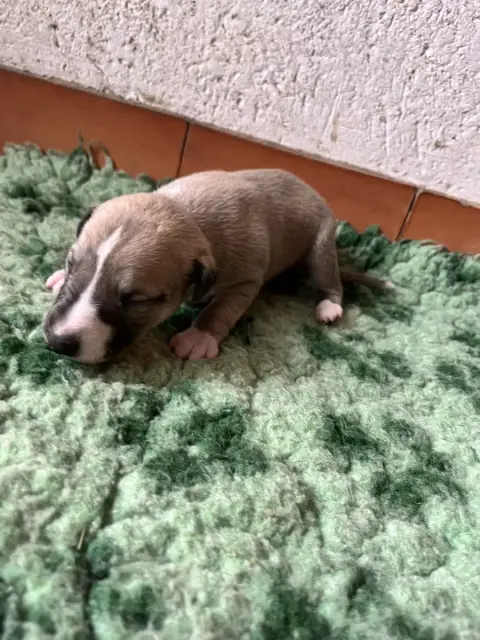 Whippet  B Des Terres De Pag
