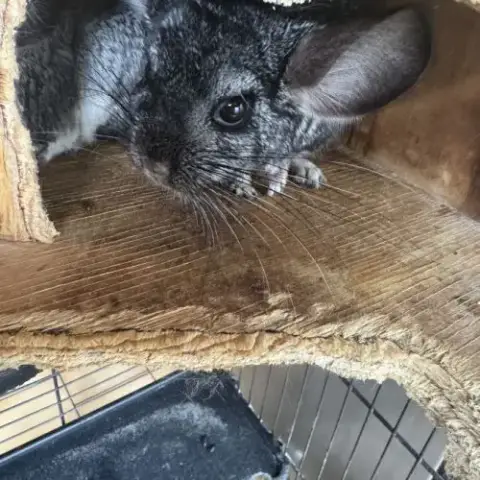 Vend Couple Chinchilla De 5 Et 4 Ans