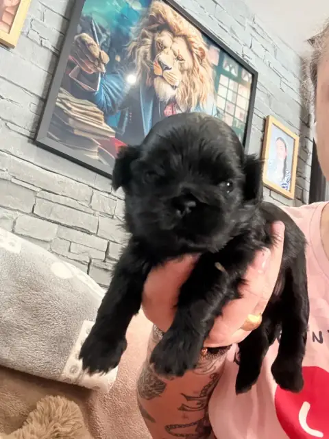 Shih Tzu  Chiot N°2 Des Canailles De Boubou photo 2