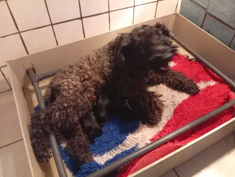 Kerry Blue Terrier  Blue Velvet Des Hautes Terres D'A e908d