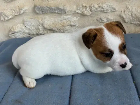 Jack Russell Terrier  Chiot N°5 Lacus Meduli photo 2