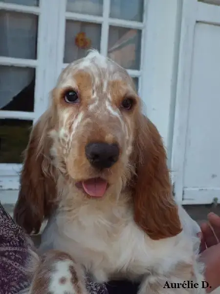 Cocker Spaniel Anglais  M1 - photo 2