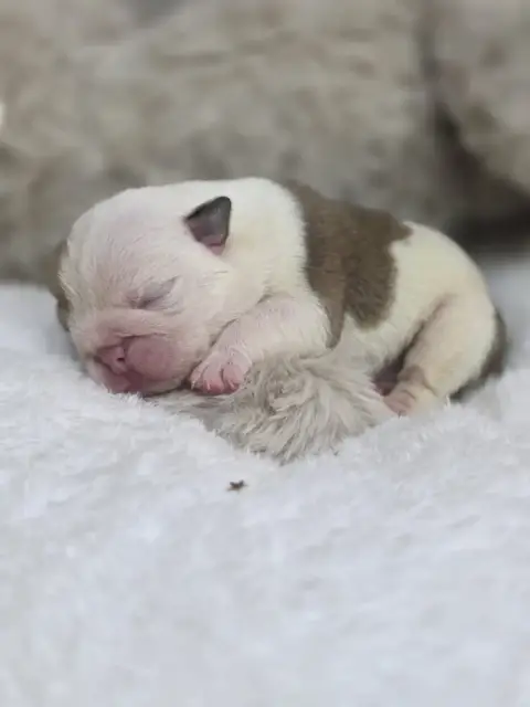 Bulldog Anglais  Billie Eilish Des Éclats De Cassiopé 2a00d photo 3