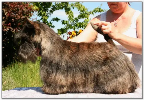 Scottish Terrier  Chiot N°2 Of Itty'S Cottage photo 2