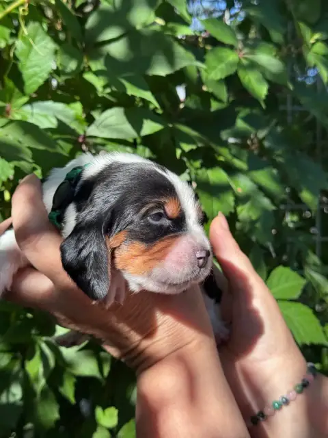 Basset Hound  Baron Collier Vert Tricolore Du Berceau f6774 photo 2