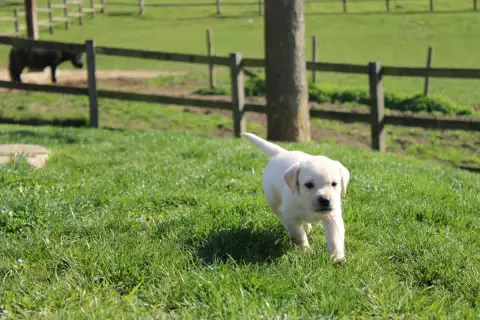 Labrador Retriever  Collier Marron Of The Little Snow b9286 photo 2