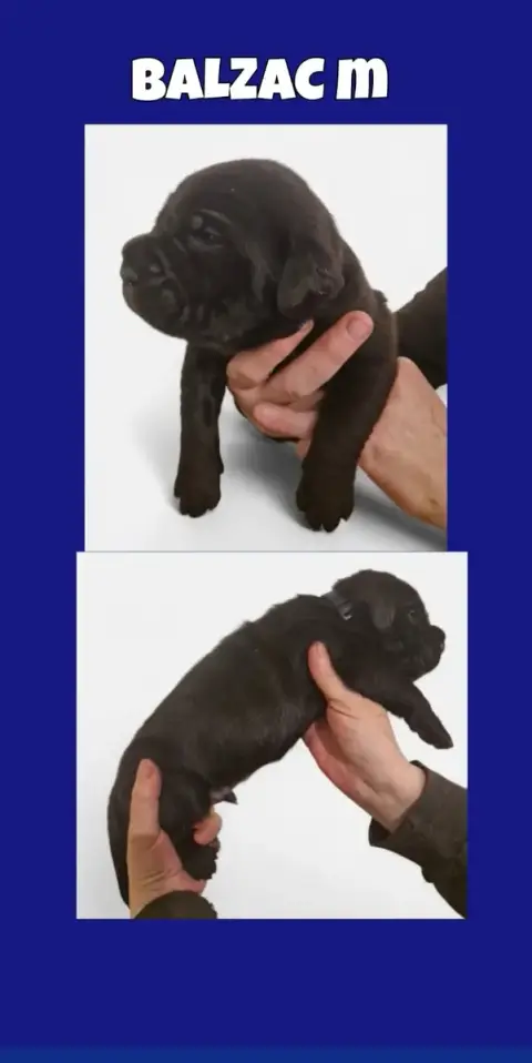 Cane Corso  Balzac Cerberes Legend