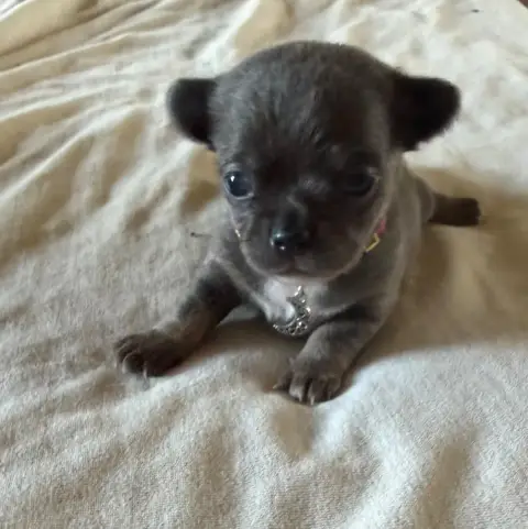 Chihuahua  Chiot N°3 Du Hameau Des Nours