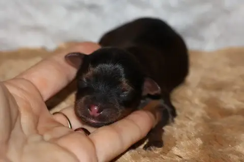 Russkiy Toy (Petit Chien Russe)  Bezos De La Nouknouk 967cf