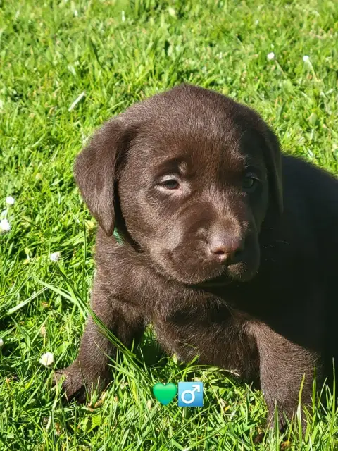 Labrador Retriever  Vert Du Domaine De Daisy
