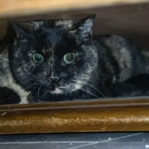 Lulu