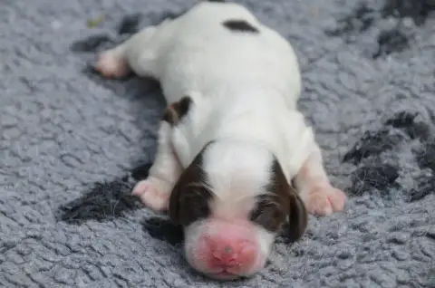 Cocker Spaniel Anglais  Chiot N°1 Chocolat Et Blanc D f3d72