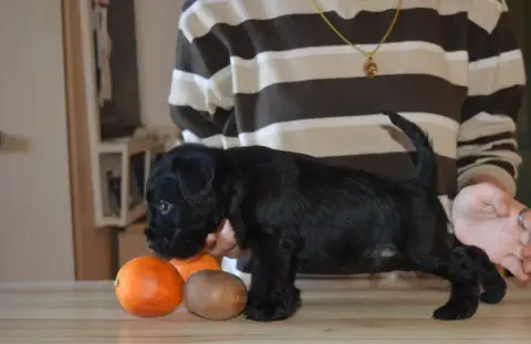 Schnauzer Miniature  Chiot 4 De Tierra Lemi photo 3