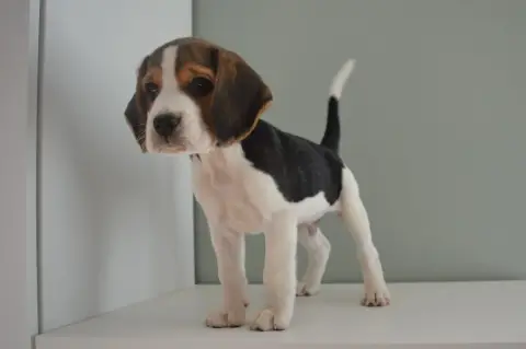 Beagle  Chiot N°1 Du Petit Faubourg