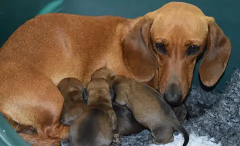 Teckel Poil Ras  Chiot 1 Du Moulin Sault photo 3