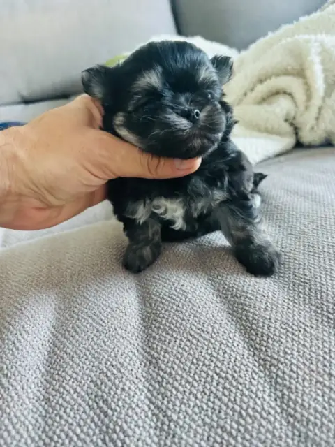 Chihuahua  Chiot 2 Jet Set'S Blue Star