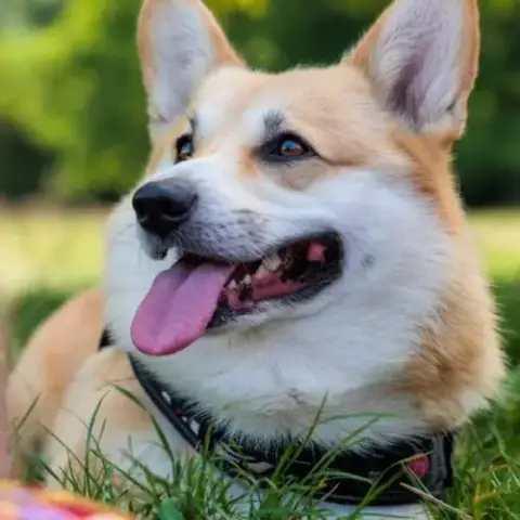 Corgi