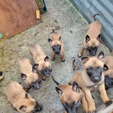 Chiot Malinois
