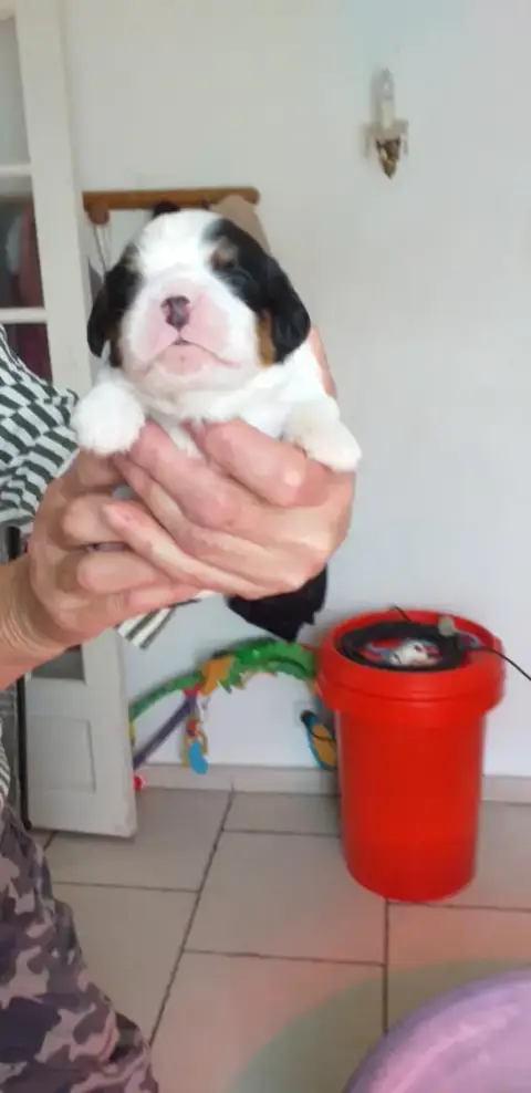Cavalier King Charles Spaniel  Chiot 4 Du Val De Cour 21e63