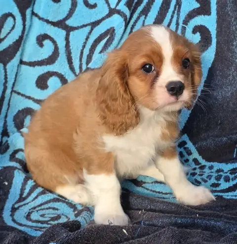 Cavalier King Charles Spaniel  Biscuit De La Colline  3802c