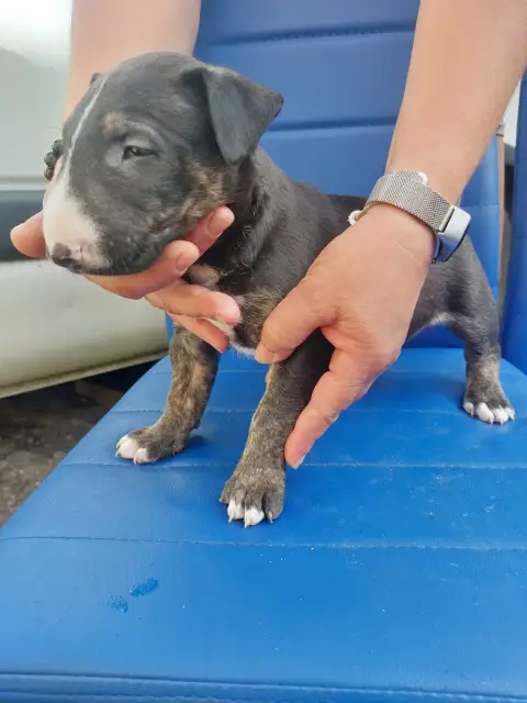 Bull Terrier  N6 Male Black Brindle Gros Modele D'Emi 25a7e