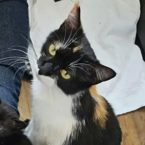Chat Freya