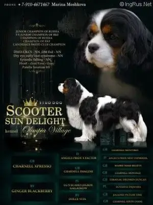 Cavalier King Charles Spaniel  Ballerina Di Casa Borg cfefc