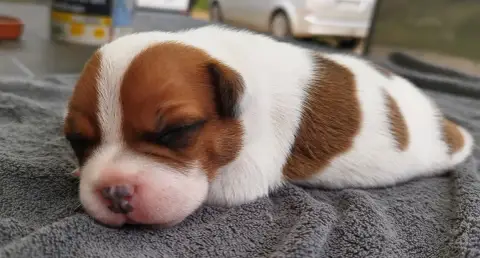 Staffordshire Bull Terrier  Chiot N°2 Everybody'S Got 89636