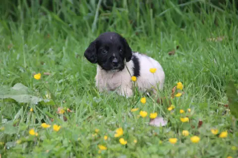 English Springer Spaniel  Chiot N°6 Brush Master