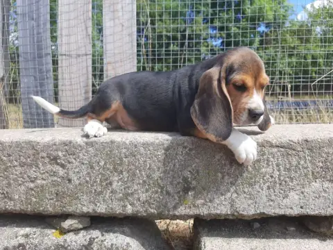 Beagle  Aristo Du Domaine Des Pattes Dorées photo 3