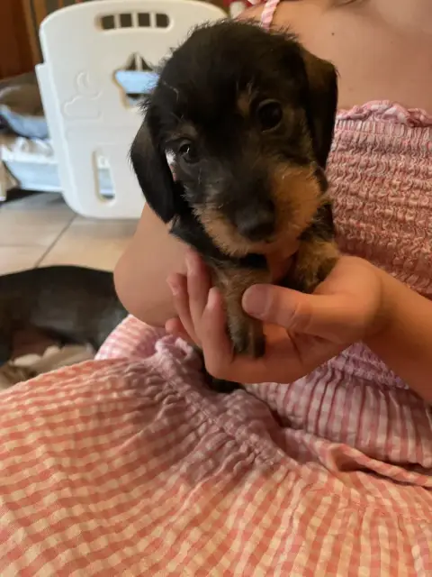 Teckel Poil Dur  Chiot N°2 Du Hameau De La Forêt Noir b20f1