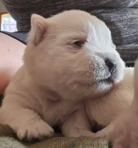 Adopter West Highland White Terrier 
                         45b56