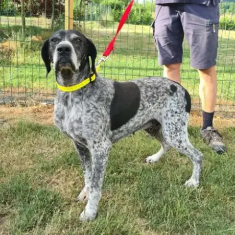 Rambo