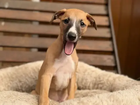 Whippet  Biscuit Blond Du Cèdre Enchanté