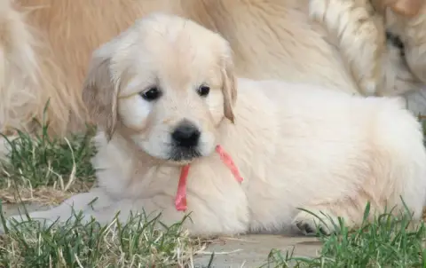 Golden Retriever  Miss Rose Des Grenouillettes Du Vex a91d7